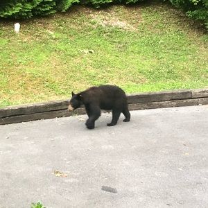 Meet your Posher, Bonnie